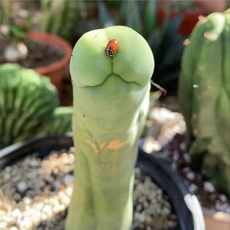 6-8cm Live Plants Cactus Trichocereus bridgesii Male Penis Beautiful Garden Charming Cactus