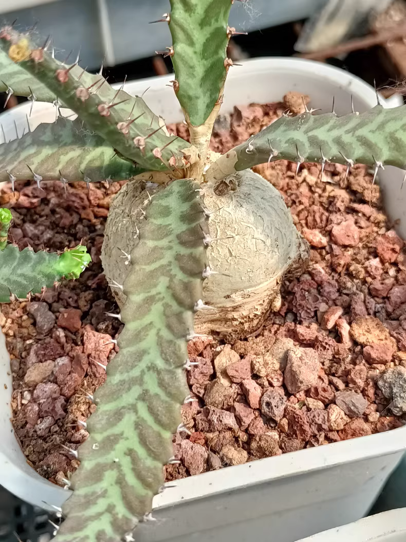 4.5-5CM 1PCS Cactus Live Plants Euphorbia Stellata Beautiful Cactus Rare Cactus