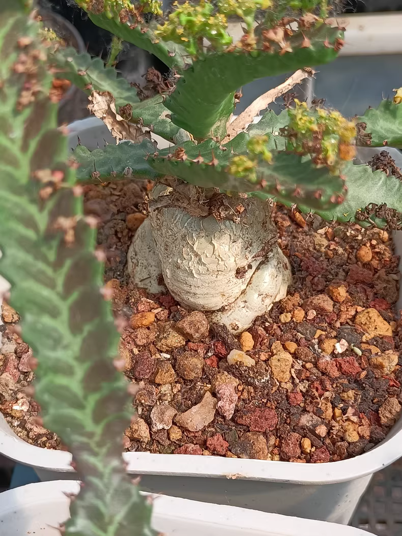 4.5-5CM 1PCS Cactus Live Plants Euphorbia Stellata Beautiful Cactus Rare Cactus