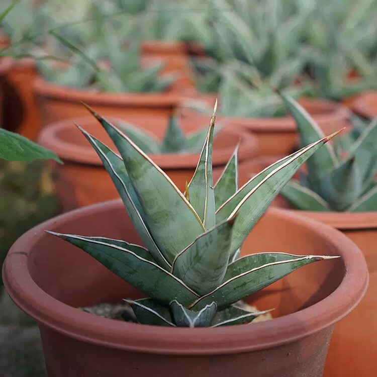 8-10CM 1PCS Cactus Live Plants Sansevieria Pinguicula Beautiful Garden Rare succulent plant