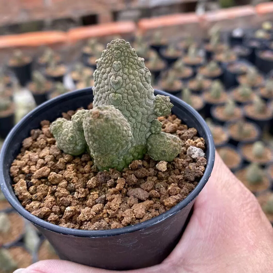 3-5CM multiple-heads Cactus Live Plant Pseudolithos Caput-viperae Beautiful Cactus Rare root tuber Cactus