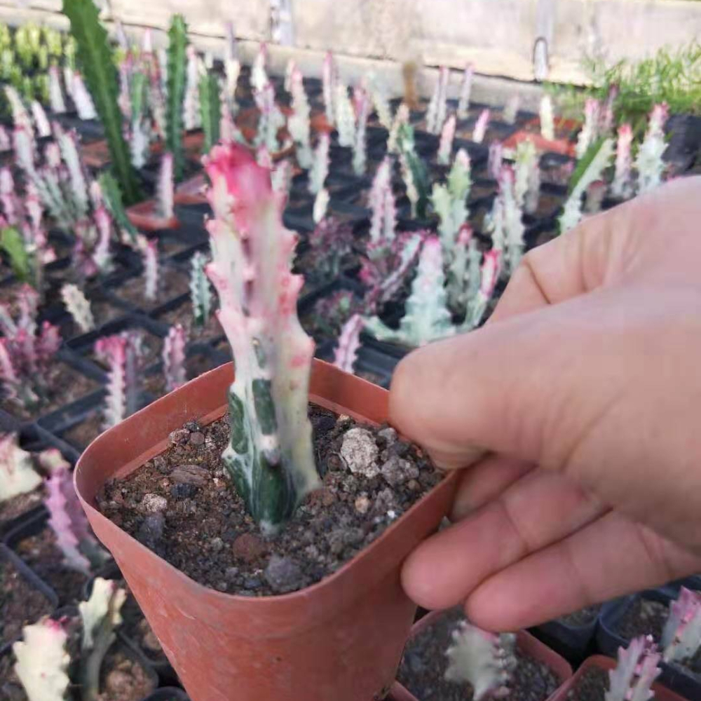8-10CM Cactus Live Plants Euphorbia Trigona F. Variegata Beautiful Rare Cactus