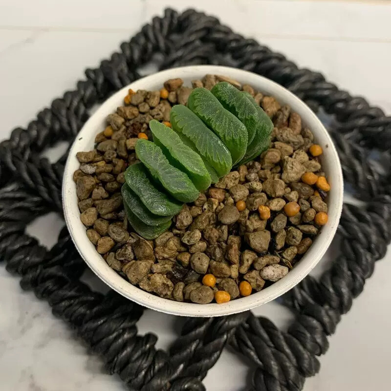 6cm 1PCS Seedling Cactus Live Plants Haworthia truncata Schönland Beautiful Rare succulent plant