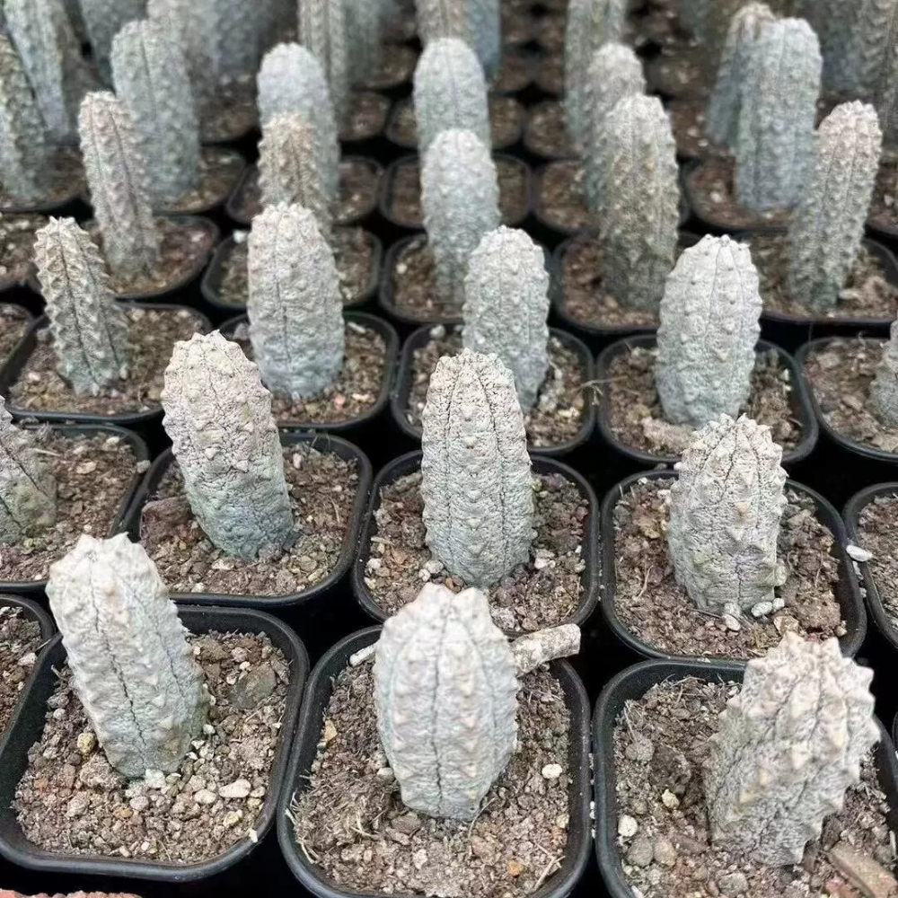 10cm Cactus Live Plants Euphorbia Abdelkuri Beautiful Rare Euphorbia Garden Cactus