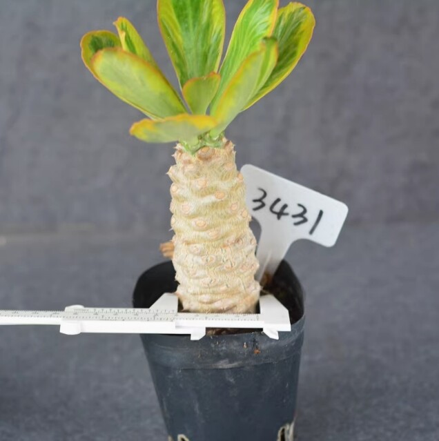 7-8cm 1PCS Seedling Cactus Live Plants Euphorbia poissonii Variegated Beautiful Garden succulent plant