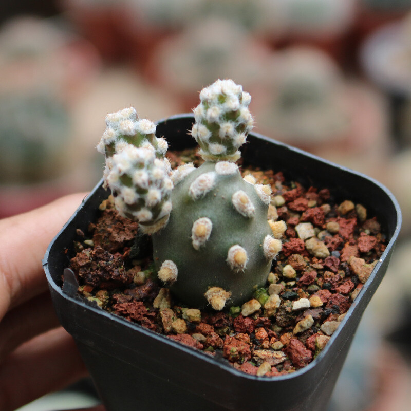 5cm 1PCS Multiple-heads Cactus Live Plants Tephrocactus molinensis Beautiful Cactus Rare Cactus