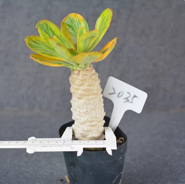 7-8cm 1PCS Seedling Cactus Live Plants Euphorbia poissonii Variegated Beautiful Garden succulent plant