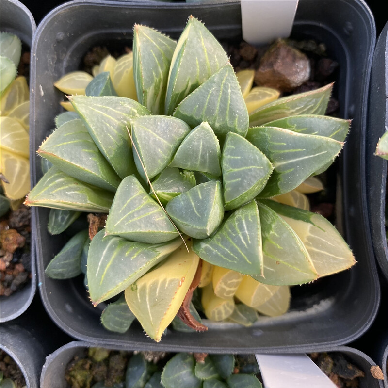 5-6cm Cactus Live Plants Haworthia heidelbergensis Variegata Beautiful Live Plants Rare Cactus