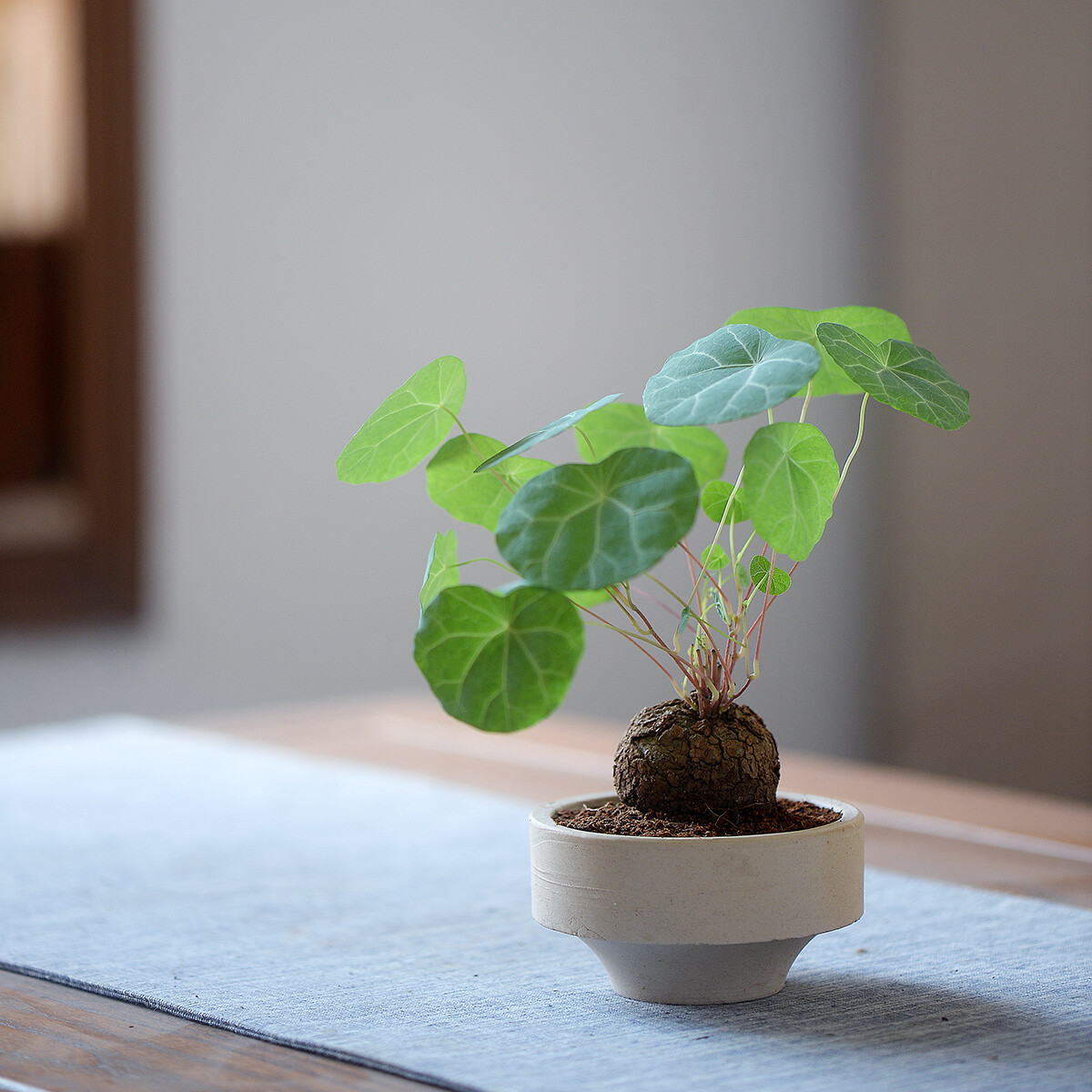 4CM 1PCS Seedling Cactus Live Plants Stephania Cepharantha Hayata Beautiful Cactus Rare Cactus