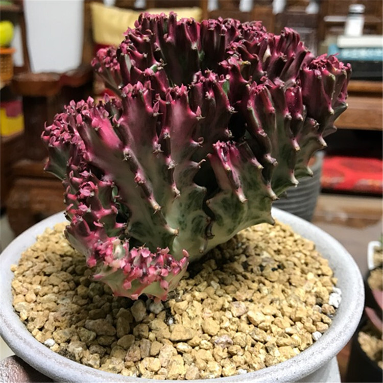 8-10CM 1PCS Cactus Live Plants Euphorbia Trigona F. Variegata Beautiful Rare Cactus