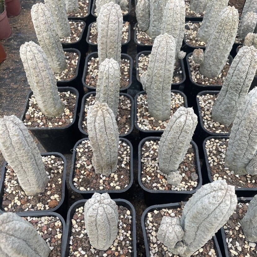 10cm Cactus Live Plants Euphorbia Abdelkuri Beautiful Rare Euphorbia Garden Cactus