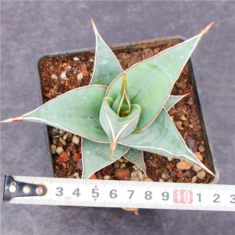 8-10CM 1PCS Cactus Live Plants Sansevieria Pinguicula Beautiful Garden Rare succulent plant