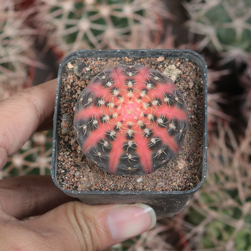 4cm 1PCS Seedling Cactus Live Plant Gymnocalycium Ragonesei Variegated Beautiful Garden Rare Succulent plant