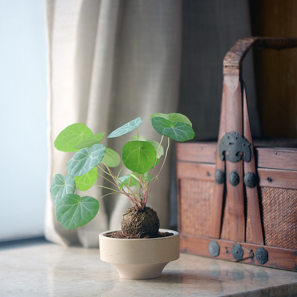 4CM 1PCS Seedling Cactus Live Plants Stephania Cepharantha Hayata Beautiful Cactus Rare Cactus