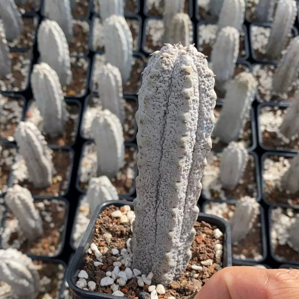 10cm Cactus Live Plants Euphorbia Abdelkuri Beautiful Rare Euphorbia Garden Cactus