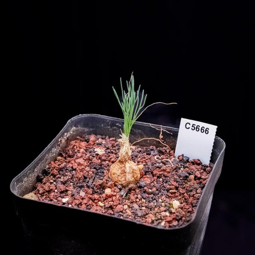 2cm Cactus Live Plants Ornithogalum Tortuosum Beautiful Rare Garden root tuber Cactus