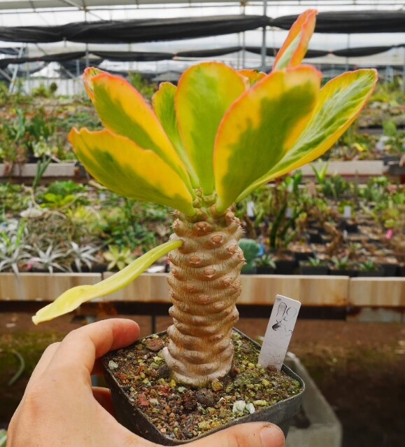 7-8cm 1PCS Seedling Cactus Live Plants Euphorbia poissonii Variegated Beautiful Garden succulent plant