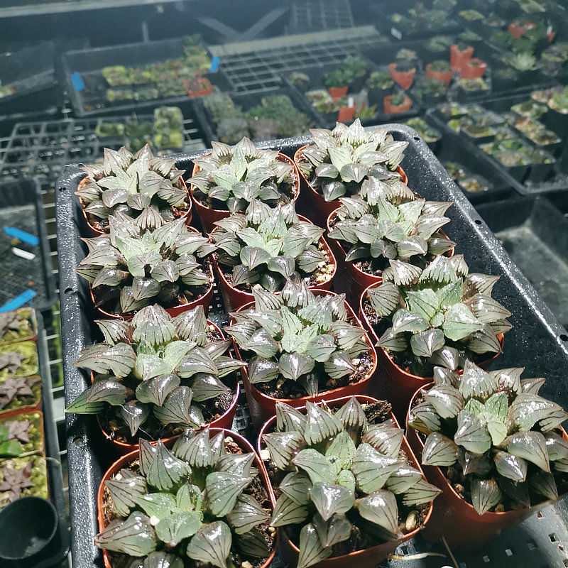 5-6cm 1PCS Seedling Cactus Live Plants Haworthia Magnifica V.atrofusca Beautiful Rare succulent plant