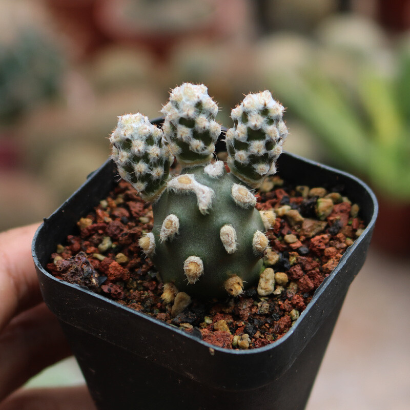 5cm 1PCS Multiple-heads Cactus Live Plants Tephrocactus molinensis Beautiful Cactus Rare Cactus