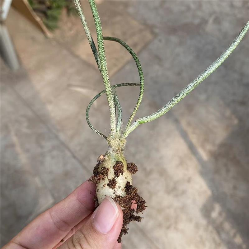 1-2cm Root Tuber Cactus Live Plants Astrophytum Caput-medusae Beautiful Live Plants Rare Root Tuber