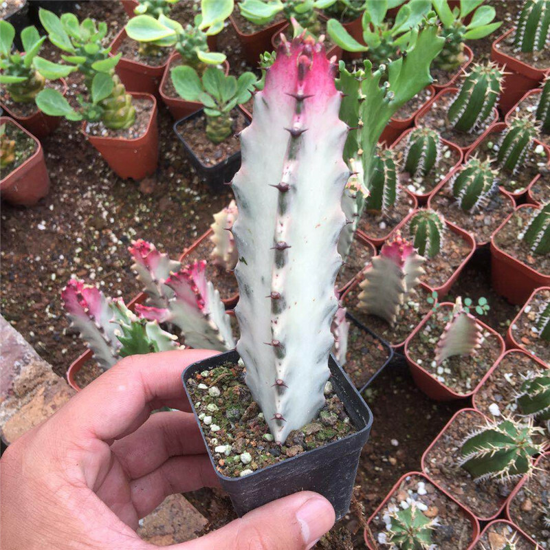 8-10CM Cactus Live Plants Euphorbia Trigona F. Variegata Beautiful Rare Cactus