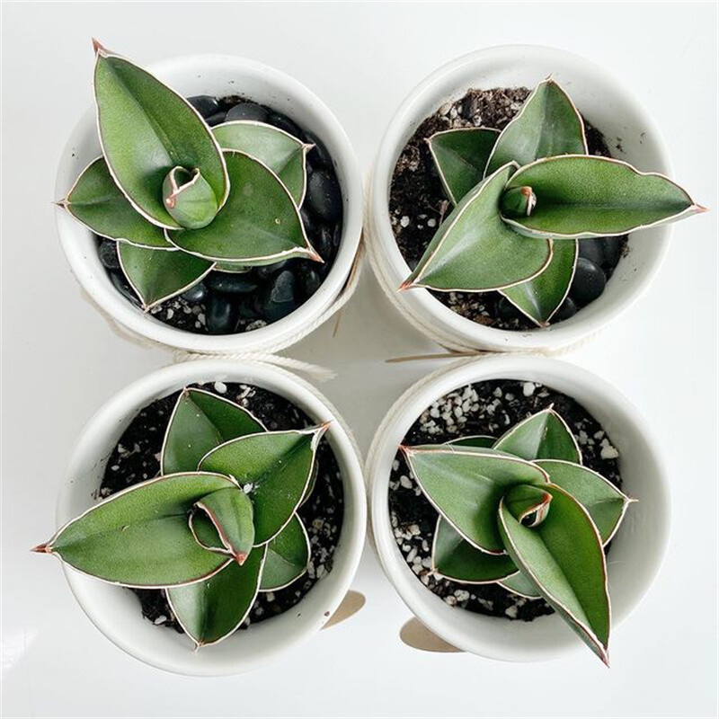 5-7CM 1PCS Succulent Live Plant Sansevieria Samurai Dwarf Beautiful Sansevieria Rare Cactus