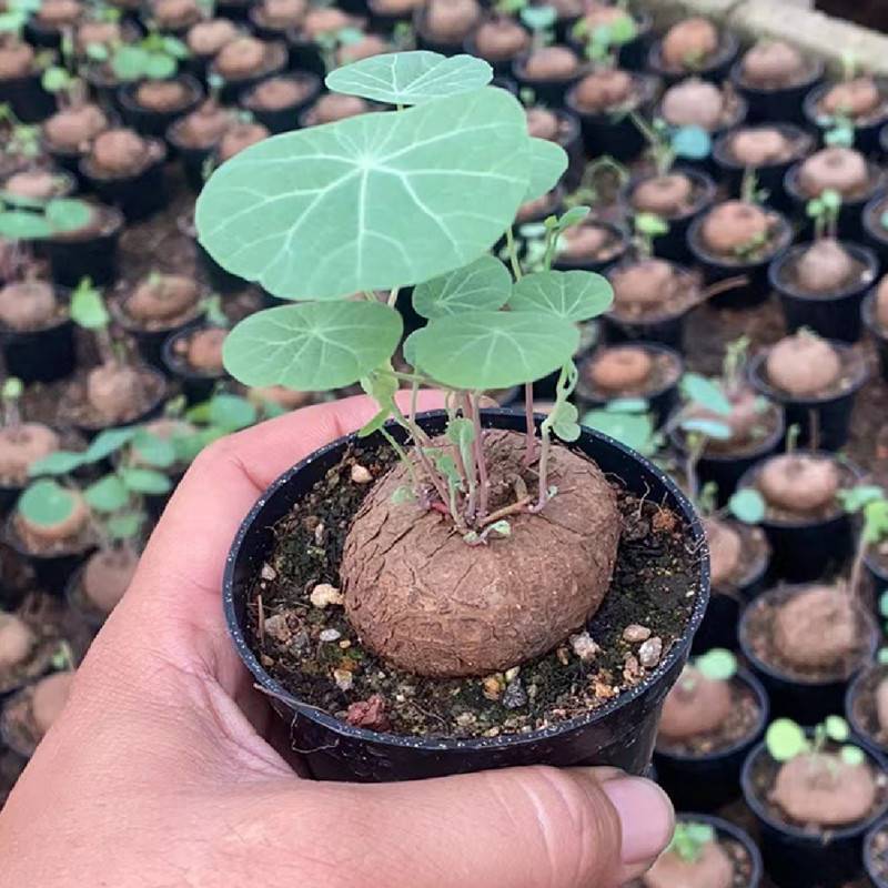 4CM 1PCS Seedling Cactus Live Plants Stephania Cepharantha Hayata Beautiful Cactus Rare Cactus