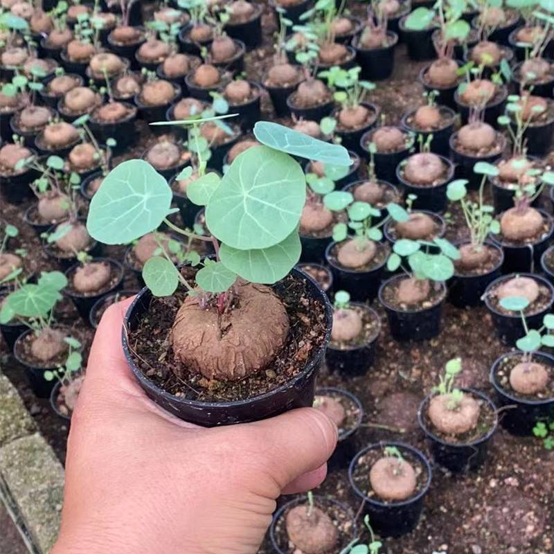 4CM 1PCS Seedling Cactus Live Plants Stephania Cepharantha Hayata Beautiful Cactus Rare Cactus