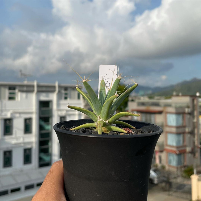 4-6cm 1PCS Seedling Cactus Live Plants Leuchtenbergia principis Beautiful Rare succulent plant