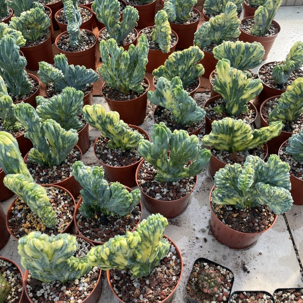 7-10cm 1PCS Cactus Live plants Myrtiiocactus Geometrizans Cristata Variegated Beautiful Rare garden Cactus