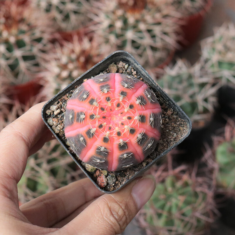 4cm 1PCS Seedling Cactus Live Plant Gymnocalycium Ragonesei Variegated Beautiful Garden Rare Succulent plant