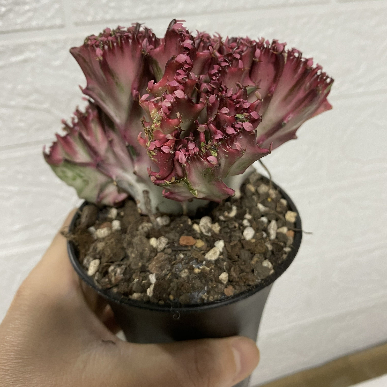 8-10CM 1PCS Cactus Live Plants Euphorbia Trigona F. Variegata Beautiful Rare Cactus