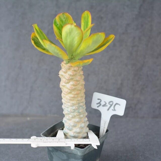 7-8cm 1PCS Seedling Cactus Live Plants Euphorbia poissonii Variegated Beautiful Garden succulent plant