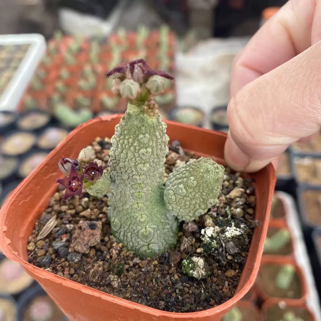 3-5CM multiple-heads Cactus Live Plant Pseudolithos Caput-viperae Beautiful Cactus Rare root tuber Cactus