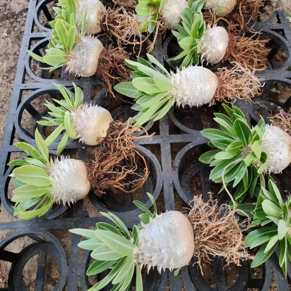 3-4cm 1PCS Seedling Cactus Live Plant Pachypodium Densiflorum X Brevicaule Beautiful Rare Garden Cactus