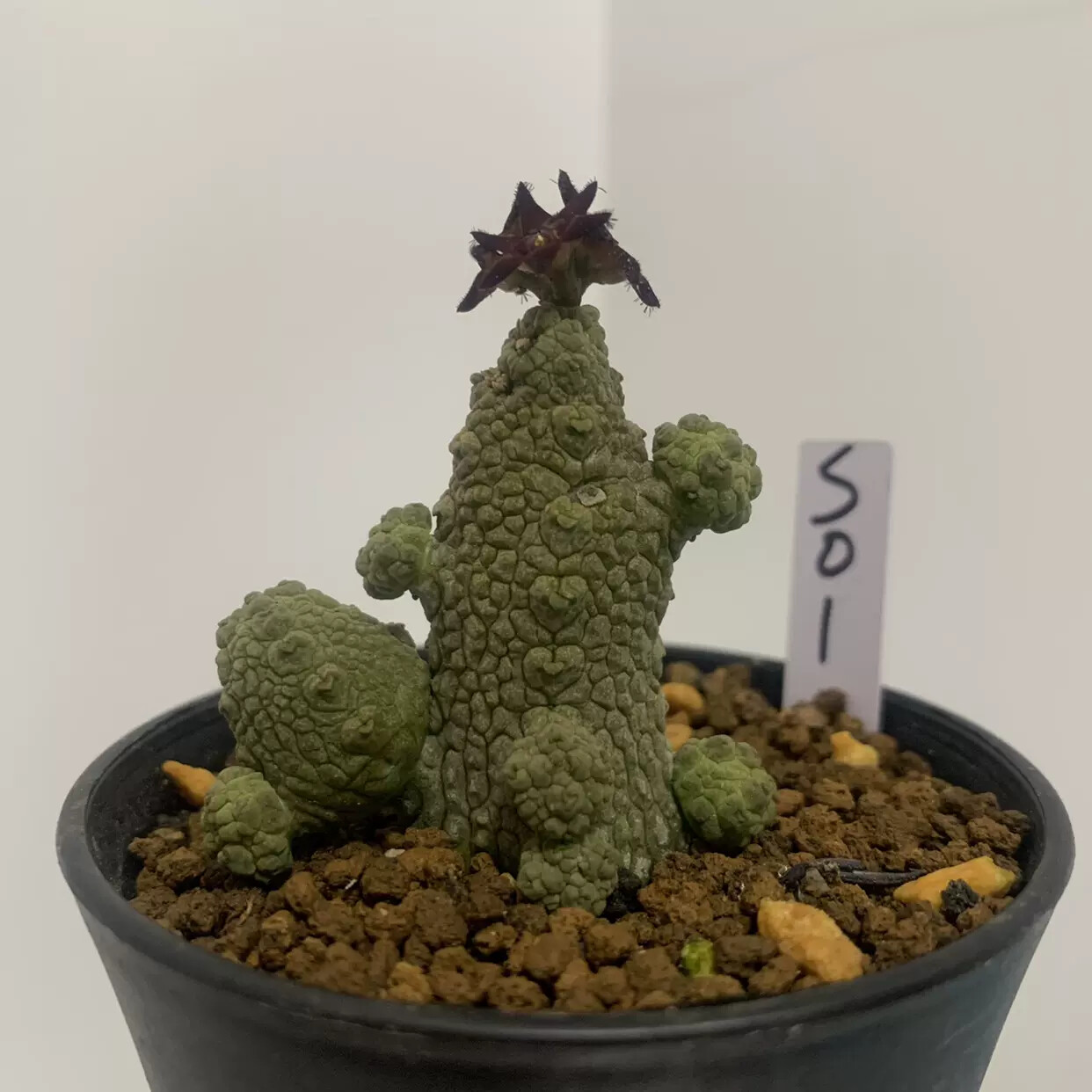 3-5CM multiple-heads Cactus Live Plant Pseudolithos Caput-viperae Beautiful Cactus Rare root tuber Cactus