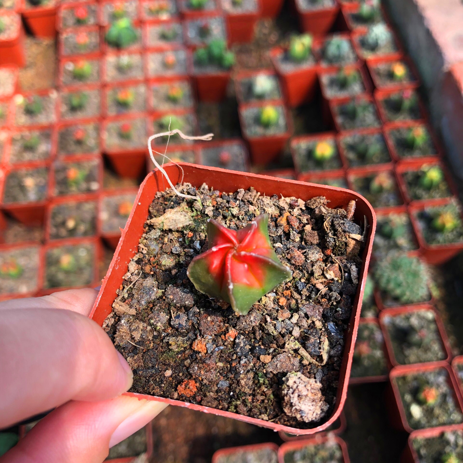 2CM 1PCS Seedling Cactus Live Plants Astrophytum Myriostigma Variegated Beautiful Rare Cactus