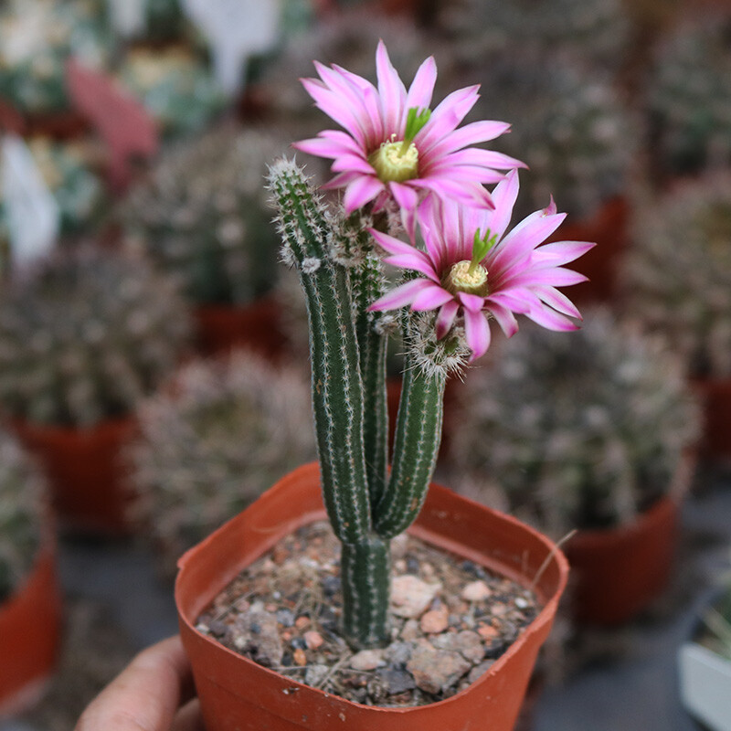 9cm 1PCS Cacuts Live Plants Echinocerteus Poselgeri Beautiful Cactus Rare Cactus