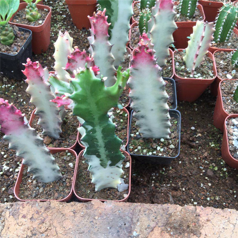 8-10CM Cactus Live Plants Euphorbia Trigona F. Variegata Beautiful Rare Cactus