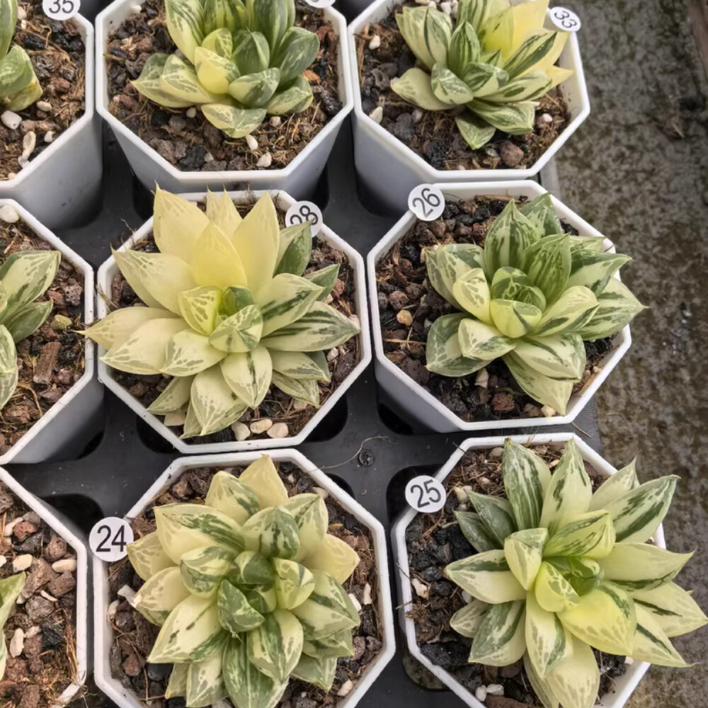 4-5CM 1PCS Seedling Cactus Live Plant Haworthia Cymbiformis Variegated Beautiful Cactus