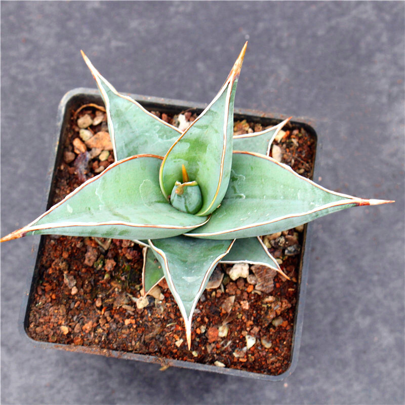 8-10CM 1PCS Cactus Live Plants Sansevieria Pinguicula Beautiful Garden Rare succulent plant