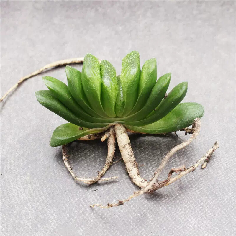 6cm 1PCS Seedling Cactus Live Plants Haworthia truncata Schönland Beautiful Rare succulent plant
