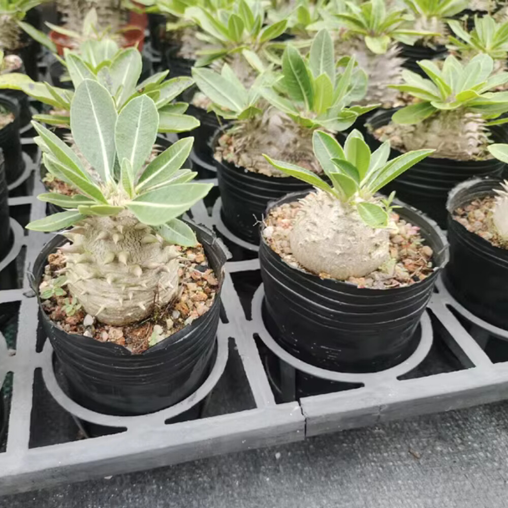 3-4cm 1PCS Seedling Cactus Live Plant Pachypodium Densiflorum X Brevicaule Beautiful Rare Garden Cactus