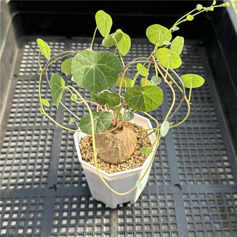 4CM 1PCS Seedling Cactus Live Plants Stephania Cepharantha Hayata Beautiful Cactus Rare Cactus