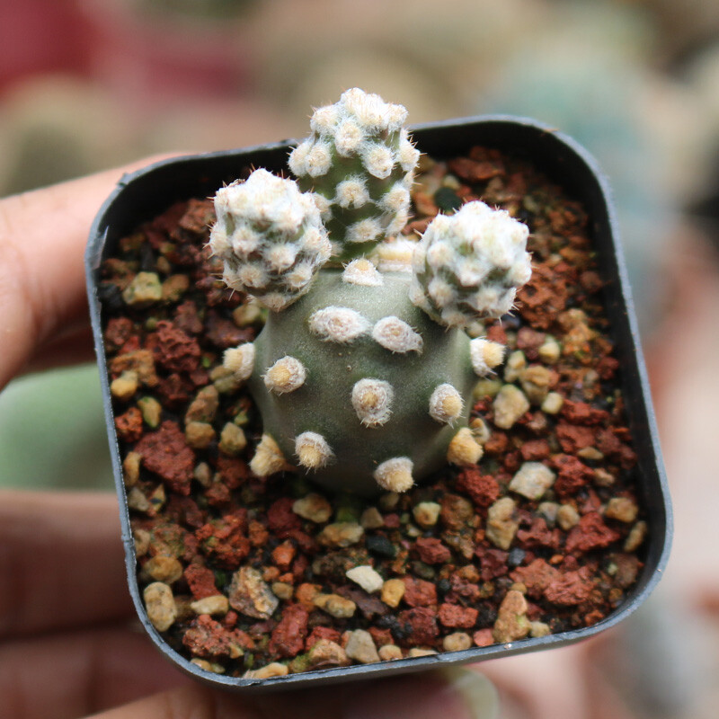 5cm 1PCS Multiple-heads Cactus Live Plants Tephrocactus molinensis Beautiful Cactus Rare Cactus