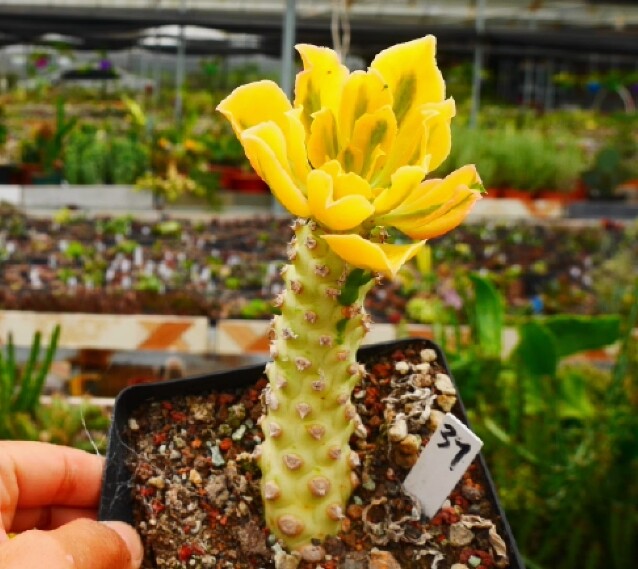 7-8cm 1PCS Seedling Cactus Live Plants Euphorbia poissonii Variegated Beautiful Garden succulent plant