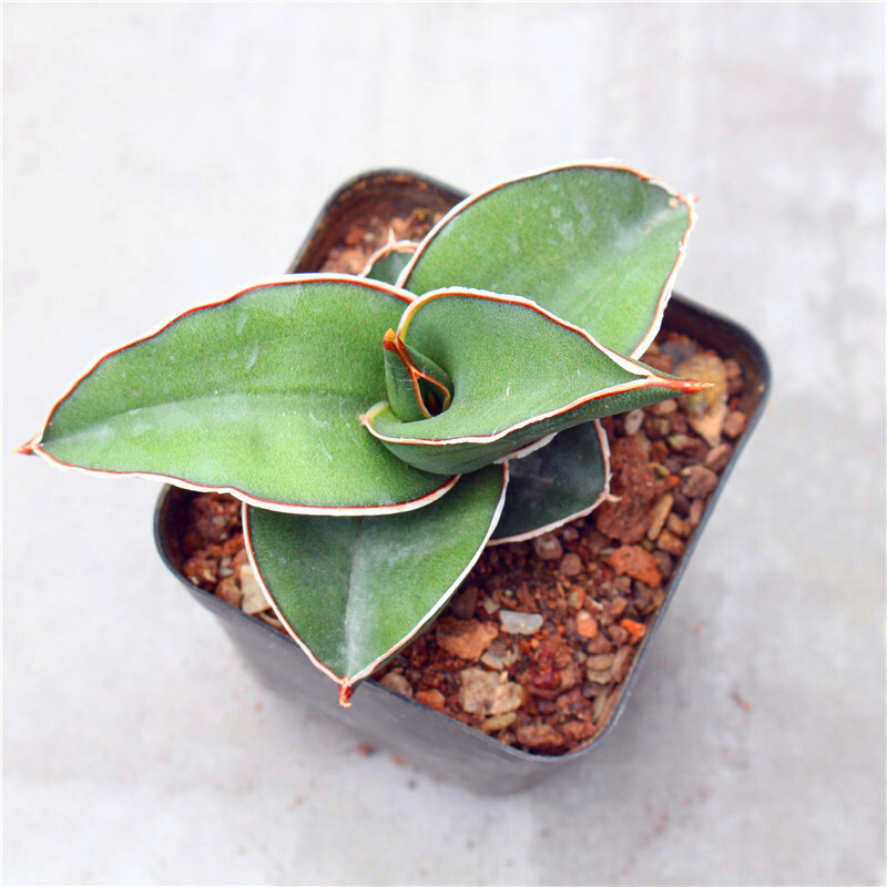 5-7CM 1PCS Succulent Live Plant Sansevieria Samurai Dwarf Beautiful Sansevieria Rare Cactus