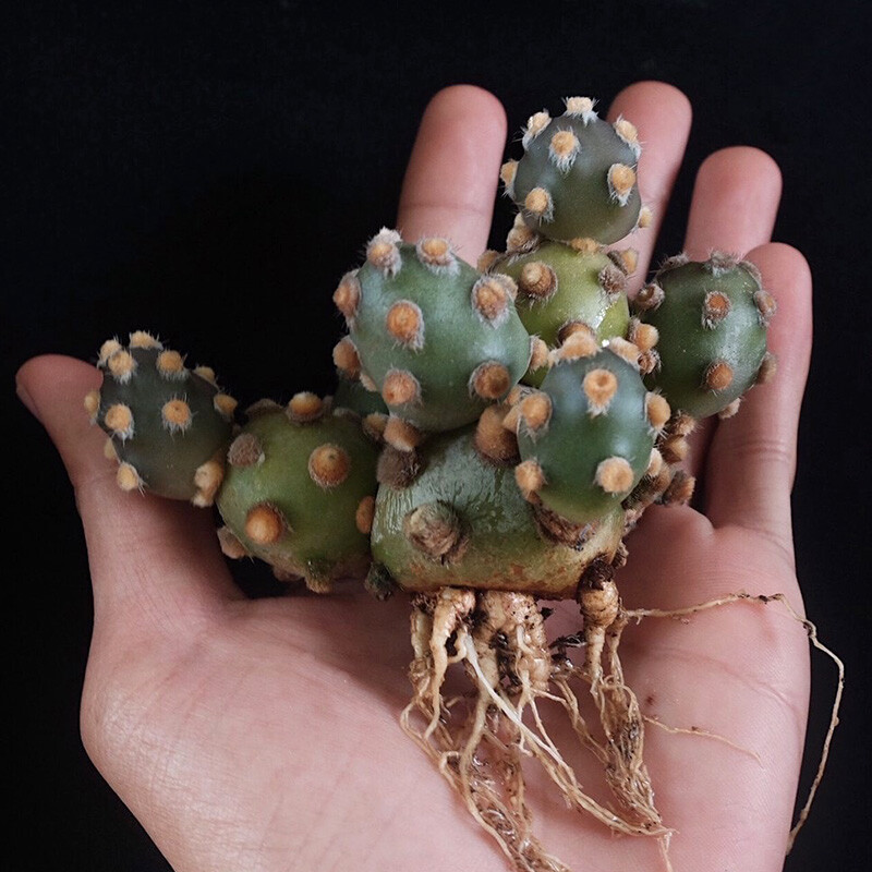 5cm 1PCS Multiple-heads Cactus Live Plants Tephrocactus molinensis Beautiful Cactus Rare Cactus