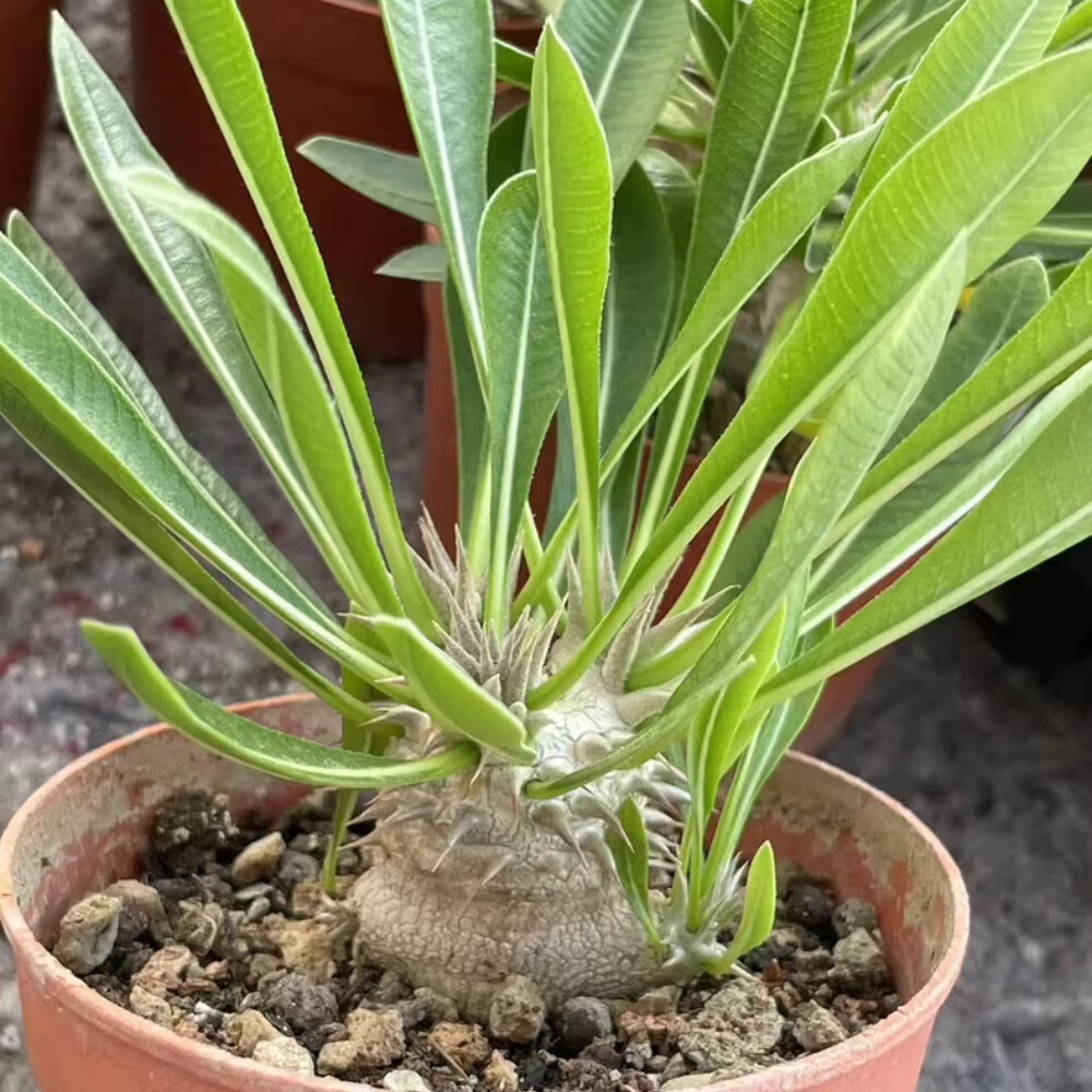 3-4cm 1PCS Seedling Cactus Live Plant Pachypodium Densiflorum X Brevicaule Beautiful Rare Garden Cactus