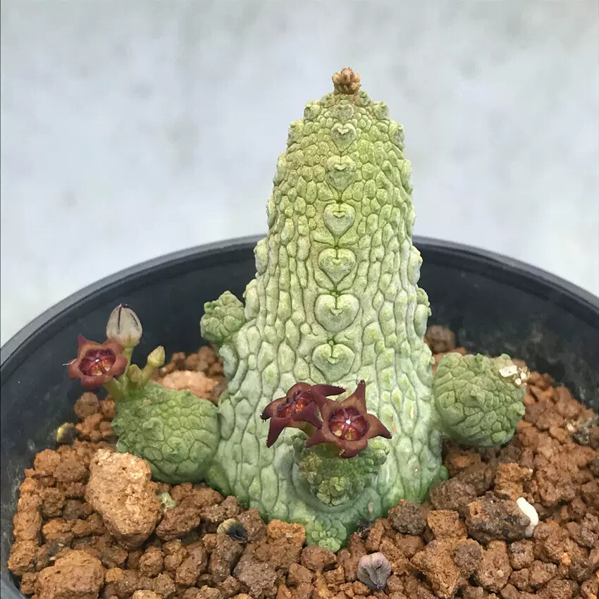3-5CM multiple-heads Cactus Live Plant Pseudolithos Caput-viperae Beautiful Cactus Rare root tuber Cactus